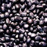 Manufacturers Exporters and Wholesale Suppliers of Castor Seeds MORBI 